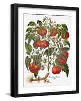 Tomato, 1613-null-Framed Giclee Print