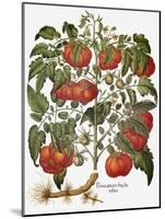 Tomato, 1613-null-Mounted Giclee Print