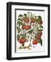 Tomato, 1613-null-Framed Premium Giclee Print