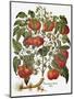 Tomato, 1613-null-Mounted Premium Giclee Print