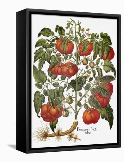 Tomato, 1613-null-Framed Stretched Canvas