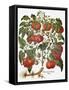 Tomato, 1613-null-Framed Stretched Canvas