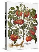 Tomato, 1613-null-Stretched Canvas