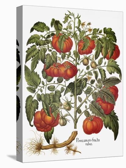 Tomato, 1613-null-Stretched Canvas