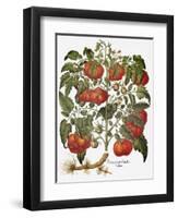 Tomato, 1613-null-Framed Giclee Print