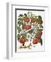 Tomato, 1613-null-Framed Giclee Print