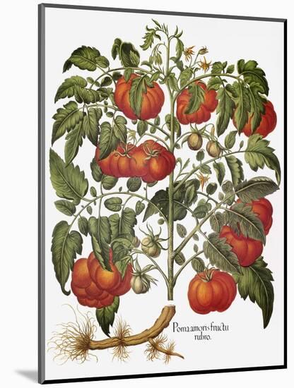 Tomato, 1613-null-Mounted Giclee Print