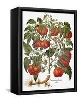 Tomato, 1613-null-Framed Stretched Canvas