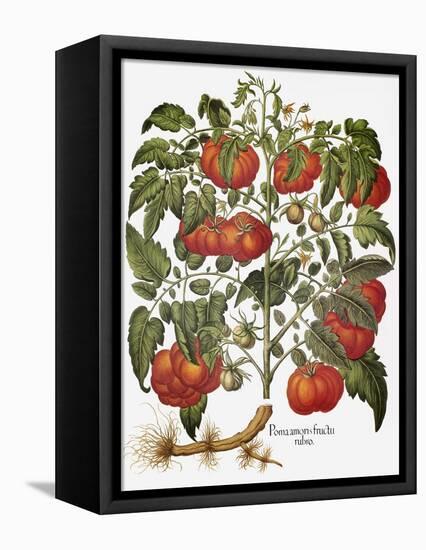 Tomato, 1613-null-Framed Stretched Canvas