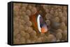 Tomato Anemonefish (Amphiprion Frenatus)-Reinhard Dirscherl-Framed Stretched Canvas