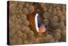 Tomato Anemonefish (Amphiprion Frenatus)-Reinhard Dirscherl-Stretched Canvas