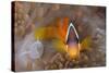 Tomato Anemonefish (Amphiprion Frenatus)-Reinhard Dirscherl-Stretched Canvas