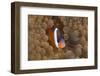Tomato Anemonefish (Amphiprion Frenatus)-Reinhard Dirscherl-Framed Photographic Print