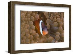 Tomato Anemonefish (Amphiprion Frenatus)-Reinhard Dirscherl-Framed Photographic Print