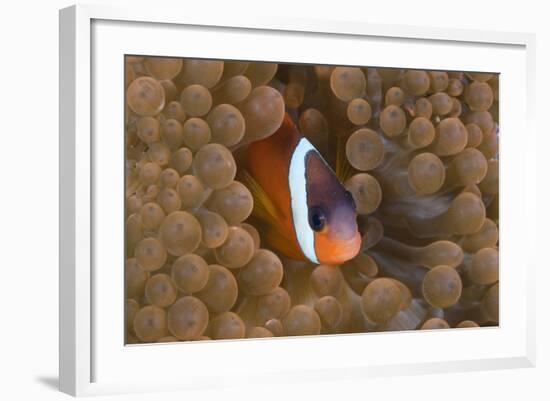 Tomato Anemonefish (Amphiprion Frenatus)-Reinhard Dirscherl-Framed Photographic Print