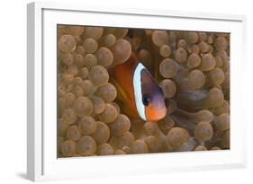 Tomato Anemonefish (Amphiprion Frenatus)-Reinhard Dirscherl-Framed Photographic Print