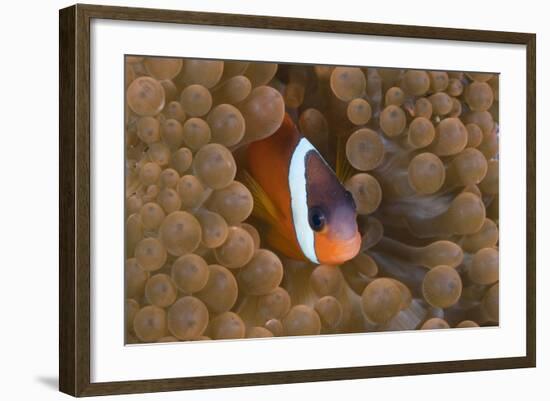 Tomato Anemonefish (Amphiprion Frenatus)-Reinhard Dirscherl-Framed Photographic Print