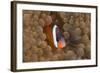 Tomato Anemonefish (Amphiprion Frenatus)-Reinhard Dirscherl-Framed Photographic Print