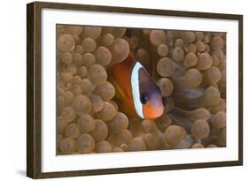 Tomato Anemonefish (Amphiprion Frenatus)-Reinhard Dirscherl-Framed Photographic Print