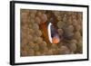 Tomato Anemonefish (Amphiprion Frenatus)-Reinhard Dirscherl-Framed Photographic Print