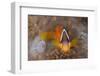 Tomato Anemonefish (Amphiprion Frenatus)-Reinhard Dirscherl-Framed Photographic Print