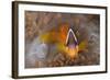 Tomato Anemonefish (Amphiprion Frenatus)-Reinhard Dirscherl-Framed Photographic Print