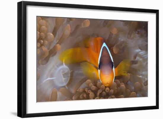 Tomato Anemonefish (Amphiprion Frenatus)-Reinhard Dirscherl-Framed Photographic Print