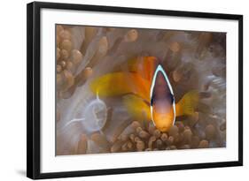 Tomato Anemonefish (Amphiprion Frenatus)-Reinhard Dirscherl-Framed Photographic Print