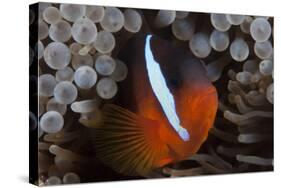 Tomato Clownfish in its Host Anenome, Fiji-Stocktrek Images-Stretched Canvas