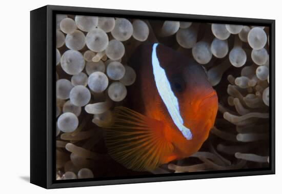 Tomato Clownfish in its Host Anenome, Fiji-Stocktrek Images-Framed Stretched Canvas