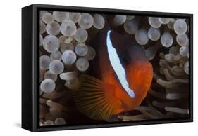 Tomato Clownfish in its Host Anenome, Fiji-Stocktrek Images-Framed Stretched Canvas