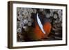 Tomato Clownfish in its Host Anenome, Fiji-Stocktrek Images-Framed Photographic Print