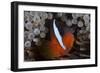 Tomato Clownfish in its Host Anenome, Fiji-Stocktrek Images-Framed Photographic Print