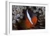 Tomato Clownfish in its Host Anenome, Fiji-Stocktrek Images-Framed Photographic Print