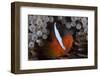 Tomato Clownfish in its Host Anenome, Fiji-Stocktrek Images-Framed Photographic Print