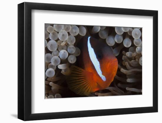 Tomato Clownfish in its Host Anenome, Fiji-Stocktrek Images-Framed Photographic Print