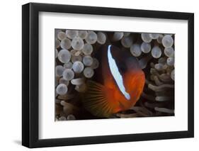 Tomato Clownfish in its Host Anenome, Fiji-Stocktrek Images-Framed Photographic Print