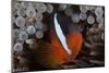Tomato Clownfish in its Host Anenome, Fiji-Stocktrek Images-Mounted Photographic Print
