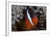 Tomato Clownfish in its Host Anenome, Fiji-Stocktrek Images-Framed Photographic Print