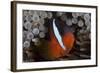 Tomato Clownfish in its Host Anenome, Fiji-Stocktrek Images-Framed Photographic Print