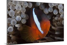 Tomato Clownfish in its Host Anenome, Fiji-Stocktrek Images-Mounted Photographic Print