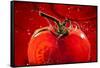 Tomato FreshSplash 2-Steve Gadomski-Framed Stretched Canvas