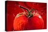 Tomato FreshSplash 2-Steve Gadomski-Stretched Canvas