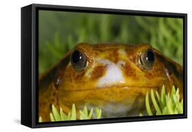 Tomato Frog, Madagascar tomato frog, crapaud rouge de Madagascar-Maresa Pryor-Framed Stretched Canvas