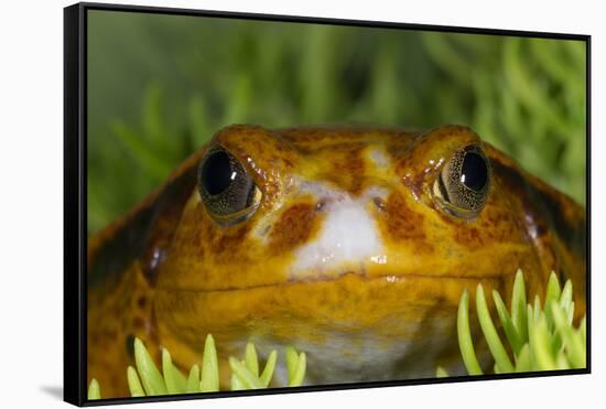 Tomato Frog, Madagascar tomato frog, crapaud rouge de Madagascar-Maresa Pryor-Framed Stretched Canvas