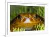 Tomato Frog, Madagascar tomato frog, crapaud rouge de Madagascar-Maresa Pryor-Framed Photographic Print