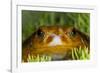 Tomato Frog, Madagascar tomato frog, crapaud rouge de Madagascar-Maresa Pryor-Framed Photographic Print