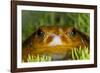 Tomato Frog, Madagascar tomato frog, crapaud rouge de Madagascar-Maresa Pryor-Framed Photographic Print