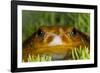 Tomato Frog, Madagascar tomato frog, crapaud rouge de Madagascar-Maresa Pryor-Framed Photographic Print