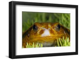 Tomato Frog, Madagascar tomato frog, crapaud rouge de Madagascar-Maresa Pryor-Framed Photographic Print